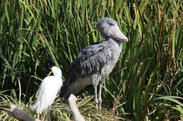 Shangrala's Sushi The Shoebill Stork