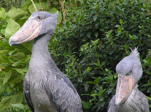 Shangrala's Sushi The Shoebill Stork