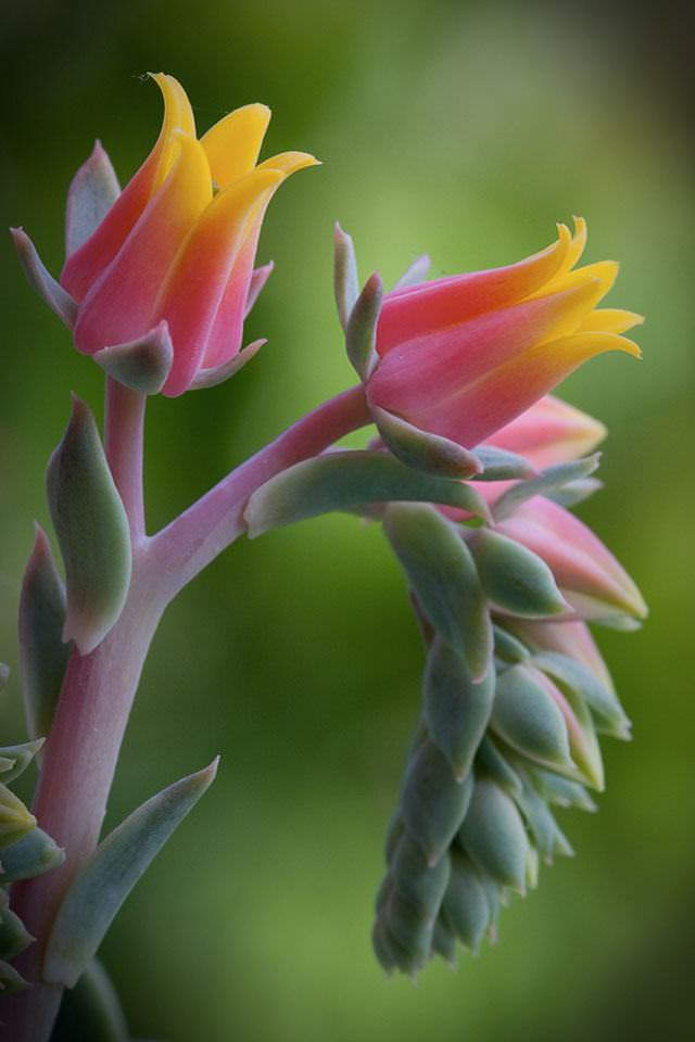 Shangrala's Vivacious Exotic Flowers