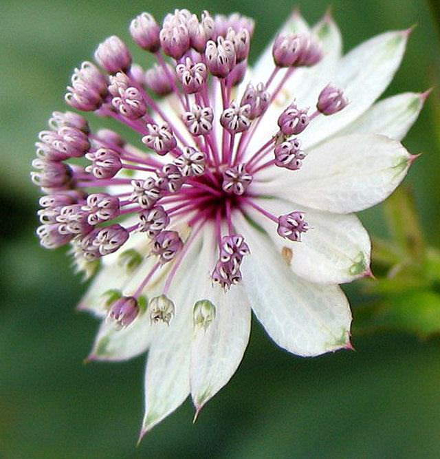 Shangrala's Vivacious Exotic Flowers