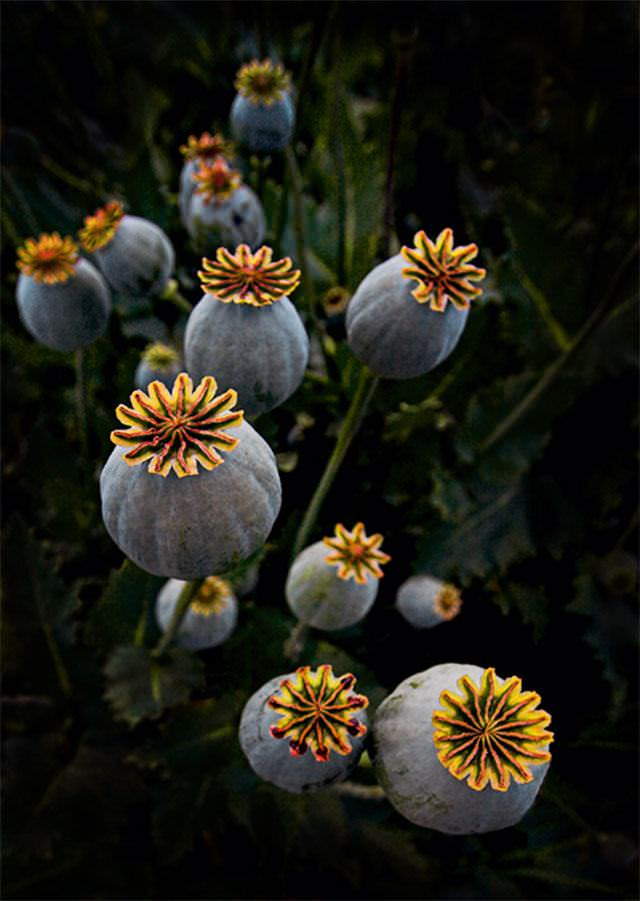 Shangrala's Vivacious Exotic Flowers