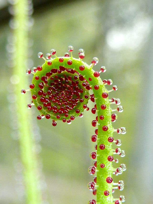 Shangrala's Vivacious Exotic Flowers