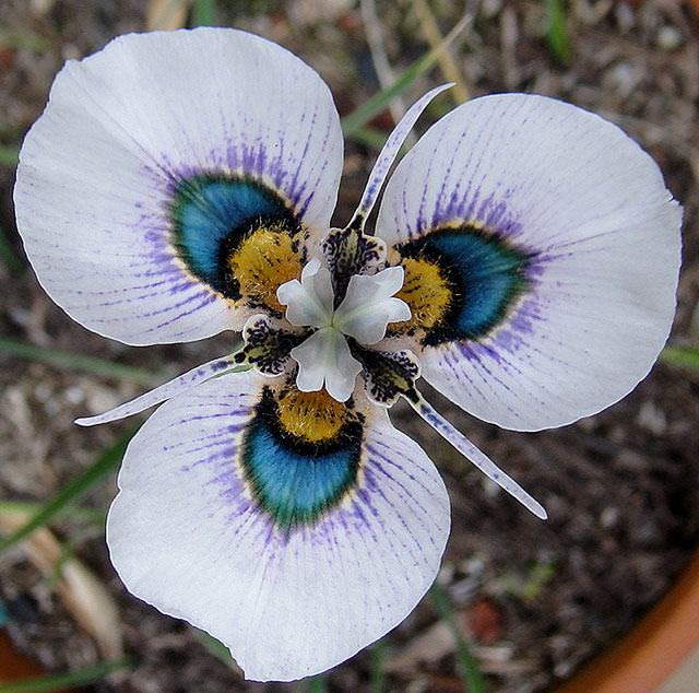 Shangrala's Vivacious Exotic Flowers