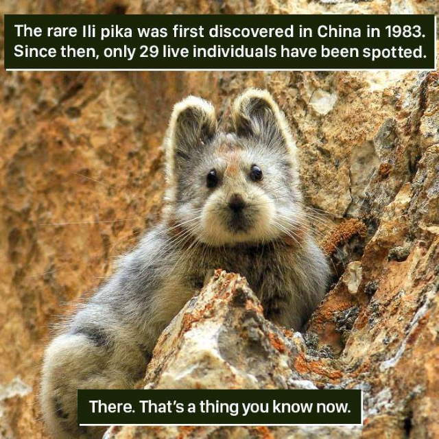 Shangrala's Amazing Animal Facts 3