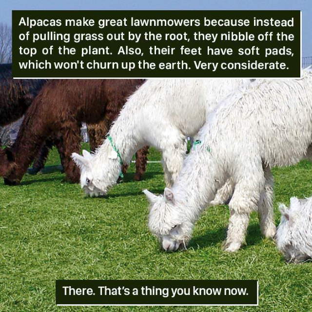 Shangrala's Amazing Animal Facts 3