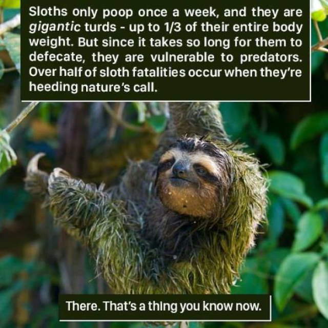 Shangrala's Amazing Animal Facts 3