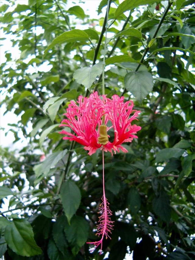 Shangrala's Beautiful Flowers 3