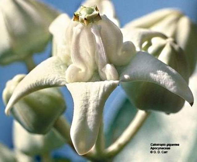 Shangrala's Beautiful Flowers 3