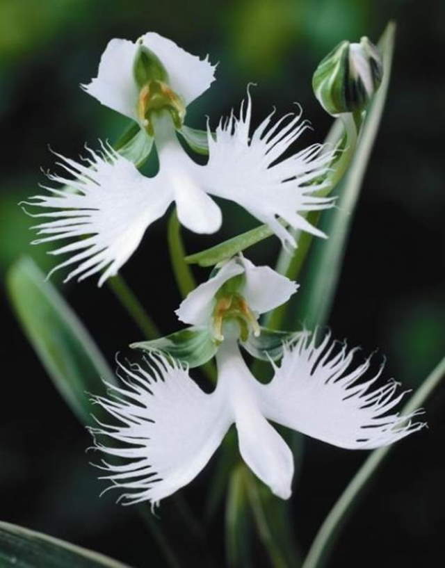 Shangrala's Beautiful Flowers 3