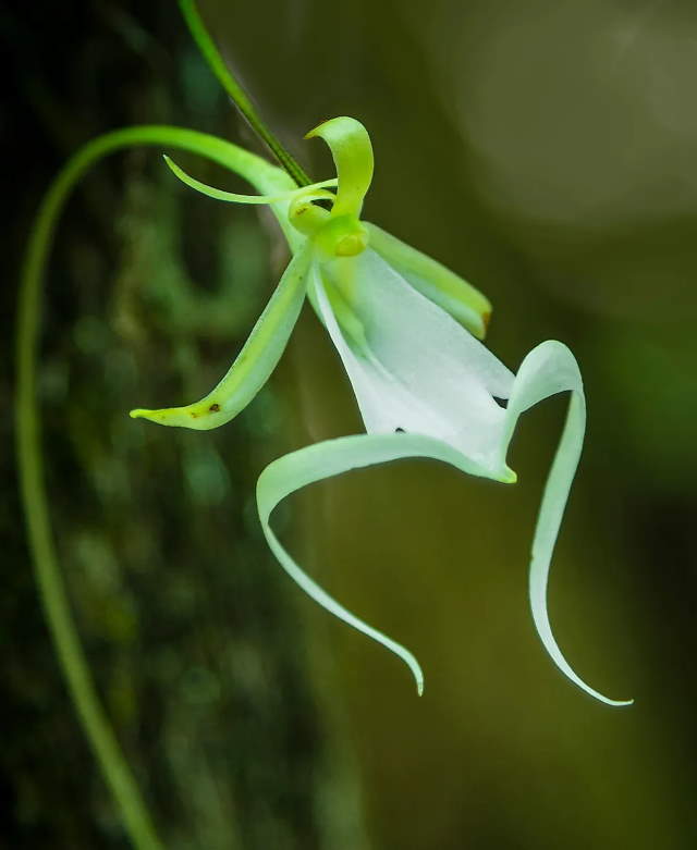 Shangrala's Beautiful Flowers 3