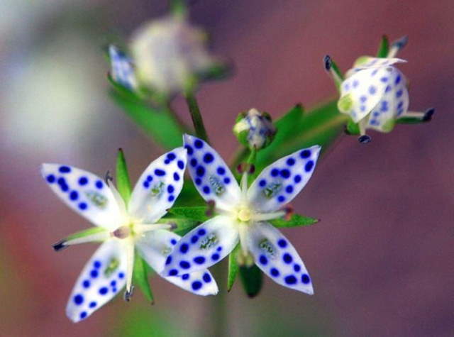 Shangrala's Beautiful Flowers 3