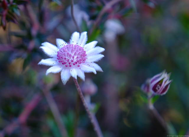 Shangrala's Beautiful Flowers 3