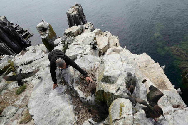 Shangrala's Farne Islands Wildlife