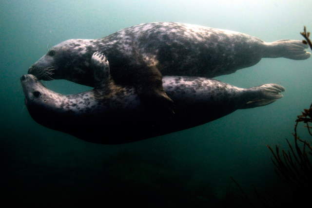 Shangrala's Farne Islands Wildlife