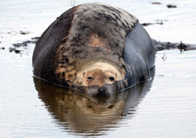 Shangrala's Farne Islands Wildlife