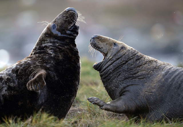 Shangrala's Farne Islands Wildlife