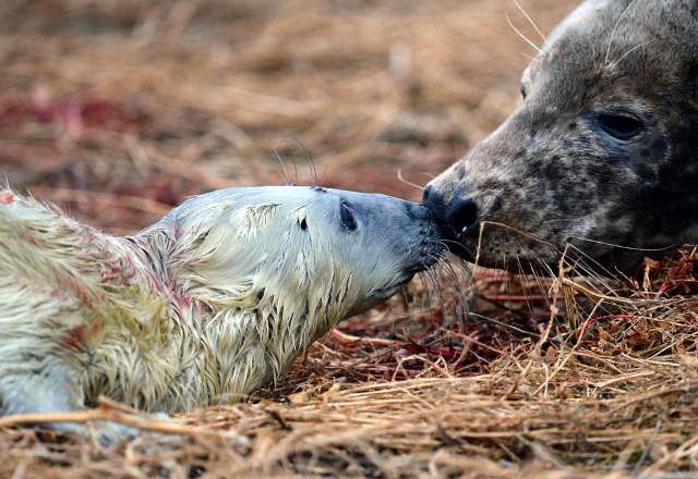 Shangrala's Farne Islands Wildlife