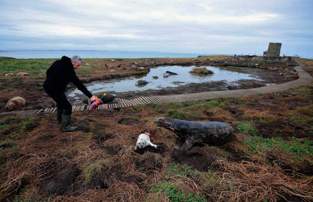 Shangrala's Farne Islands Wildlife