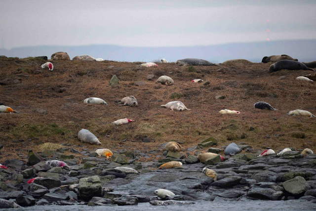 Shangrala's Farne Islands Wildlife