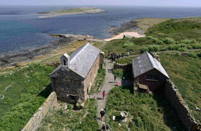 Shangrala's Farne Islands Wildlife