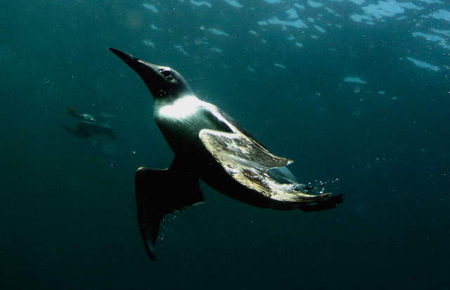 Shangrala's Farne Islands Wildlife