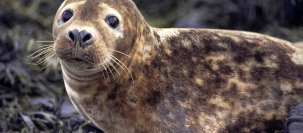 Shangrala's Farne Islands Wildlife