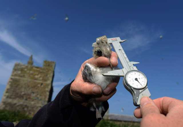 Shangrala's Farne Islands Wildlife