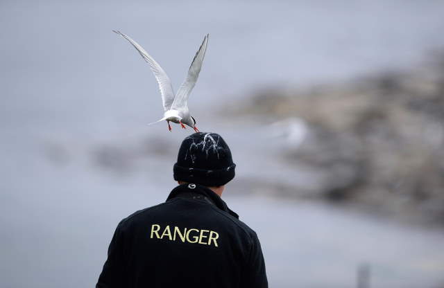 Shangrala's Farne Islands Wildlife