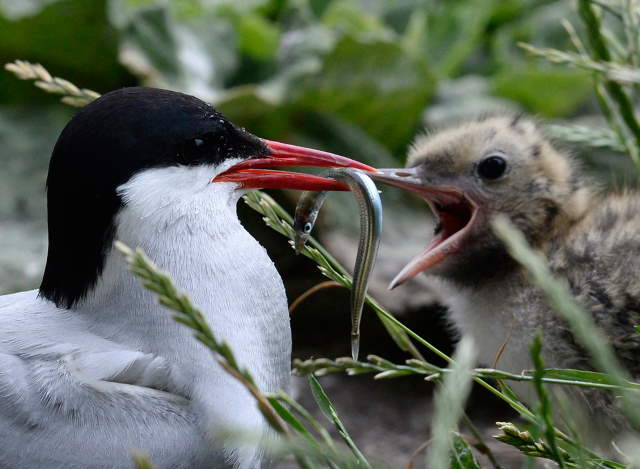 Shangrala's Farne Islands Wildlife