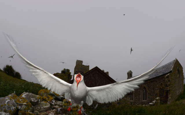 Shangrala's Farne Islands Wildlife