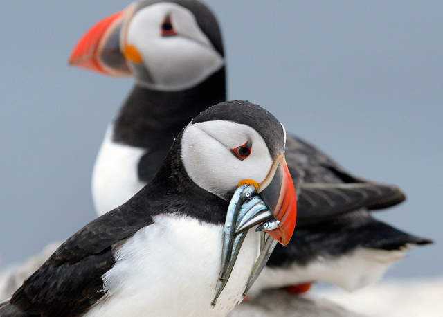 Shangrala's Farne Islands Wildlife