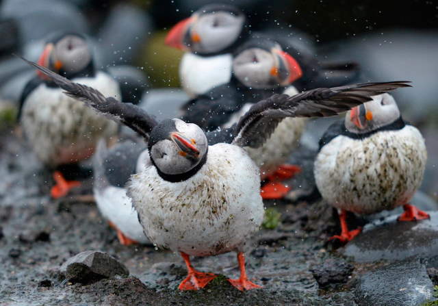 Shangrala's Farne Islands Wildlife