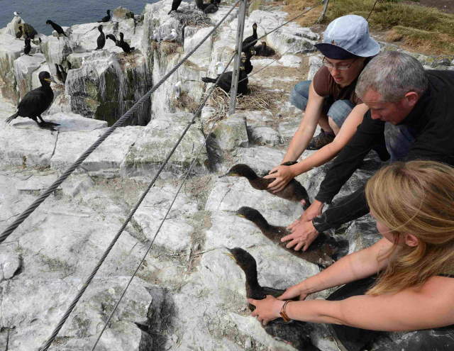 Shangrala's Farne Islands Wildlife