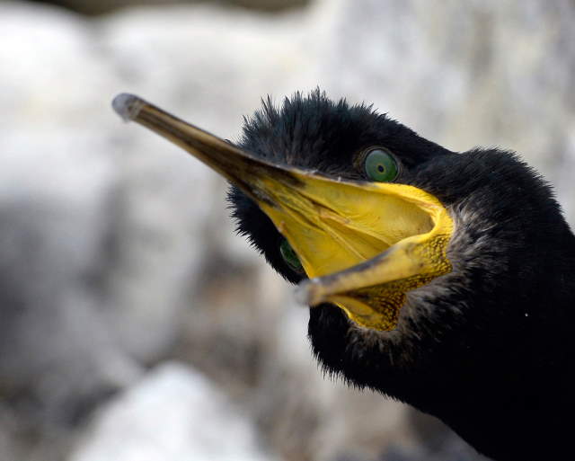 Shangrala's Farne Islands Wildlife