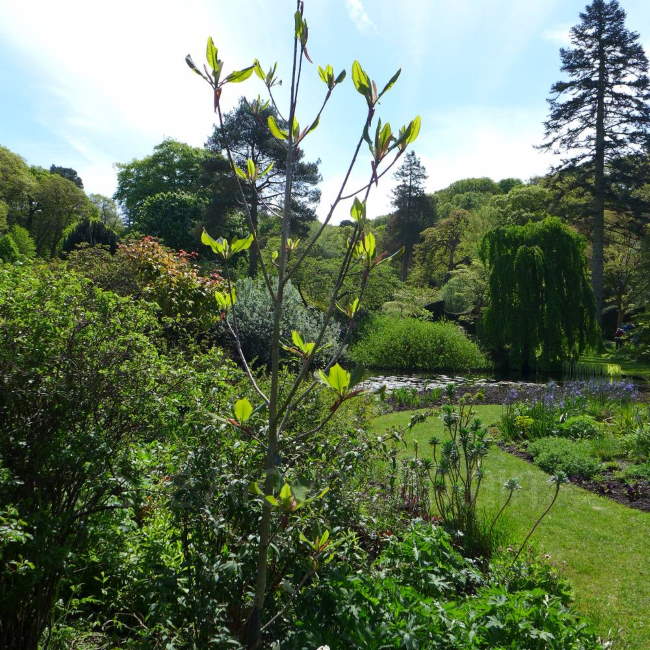 Shangrala's Gresgarth Hall Gardens