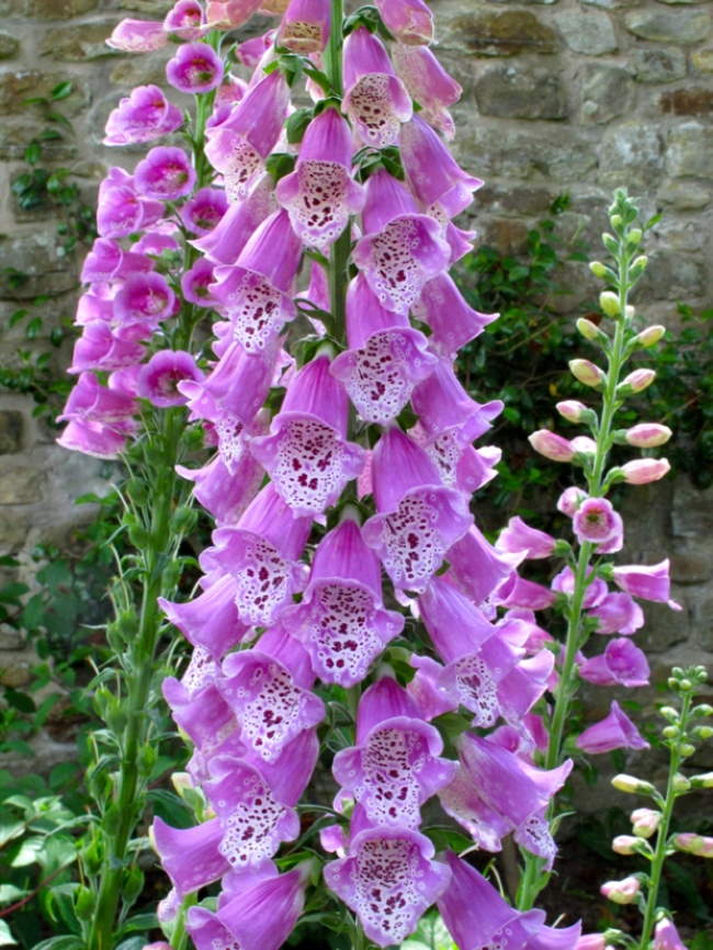 Shangrala's Gresgarth Hall Gardens