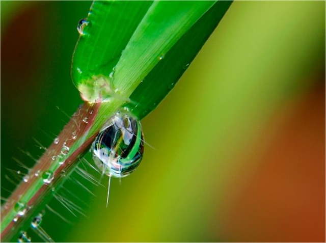 Shangrala's Macro Garden Photos