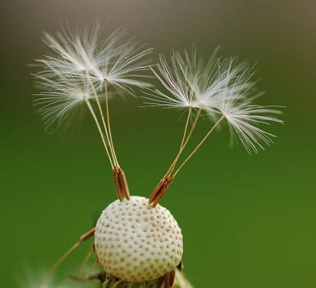 Shangrala's Macro Garden Photos