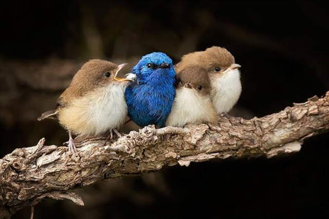 Shangrala's Beautiful Exoctic Birds