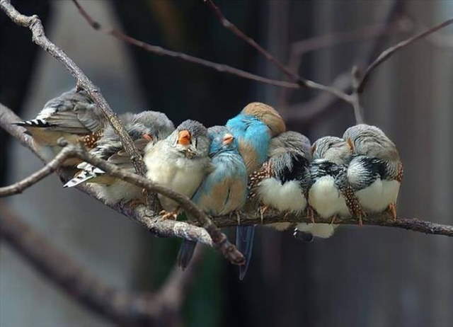 Shangrala's Beautiful Exoctic Birds