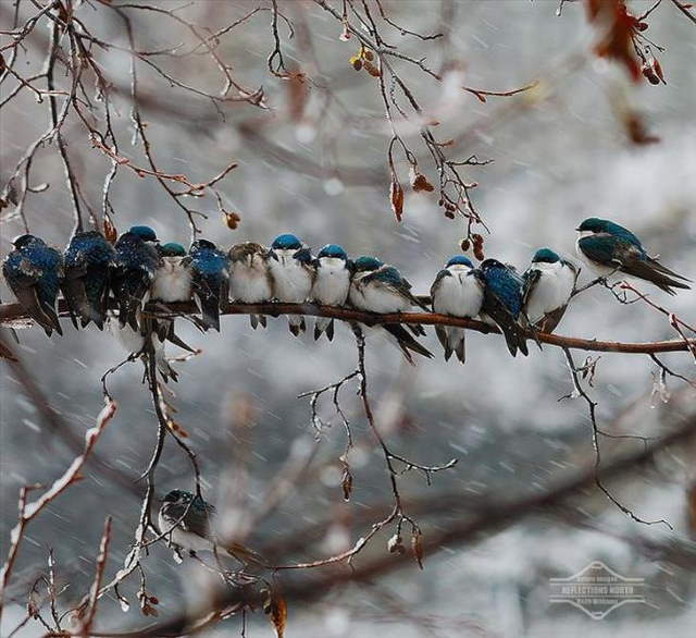 Shangrala's Beautiful Exoctic Birds