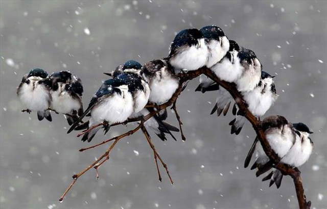 Shangrala's Beautiful Exoctic Birds