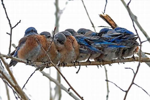 Shangrala's Beautiful Exoctic Birds