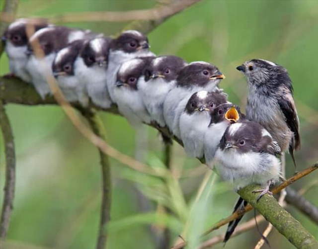 Shangrala's Beautiful Exoctic Birds