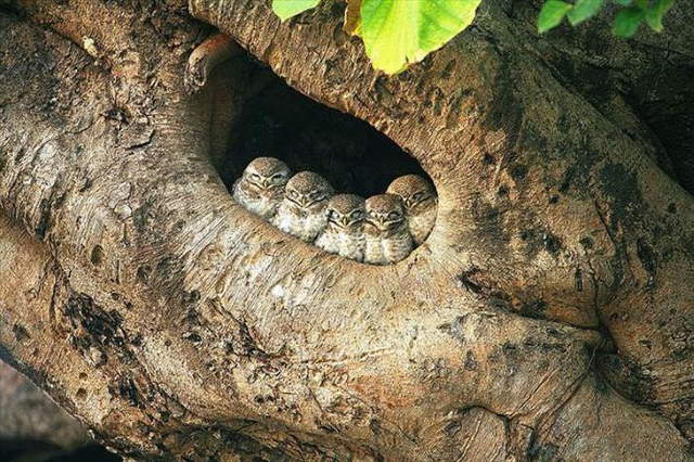 Shangrala's Beautiful Exoctic Birds