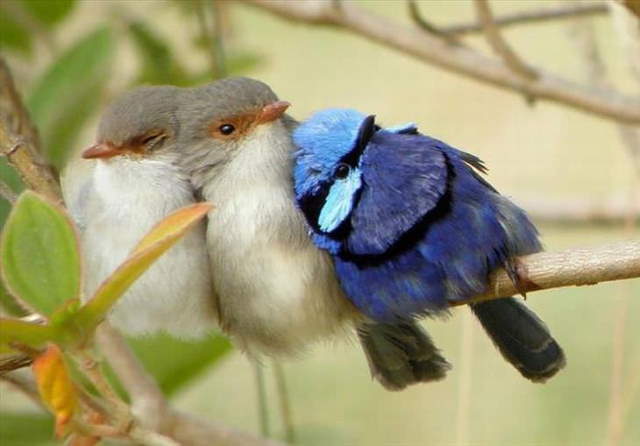 Shangrala's Beautiful Exoctic Birds