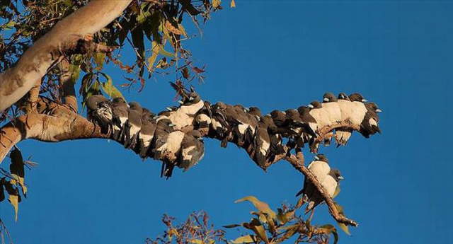 Shangrala's Beautiful Exoctic Birds