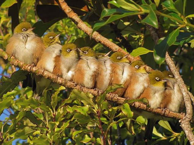 Shangrala's Beautiful Exoctic Birds