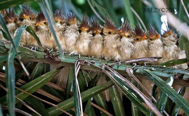 Shangrala's Beautiful Exoctic Birds