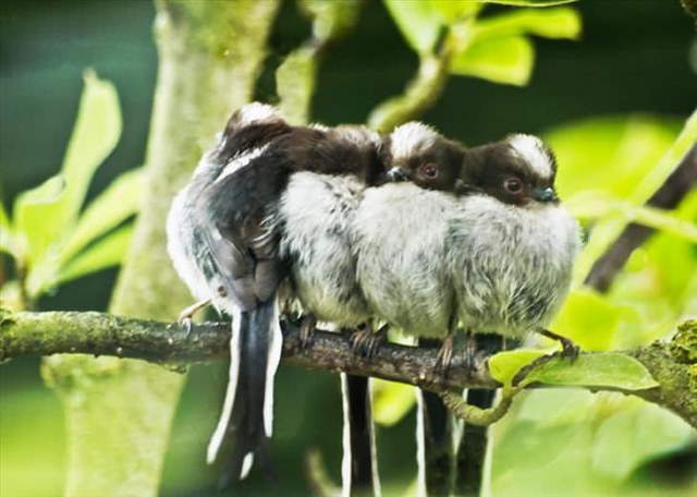 Shangrala's Beautiful Exoctic Birds